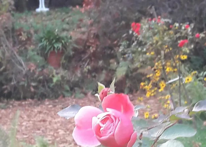 Parkresidenz Flora *